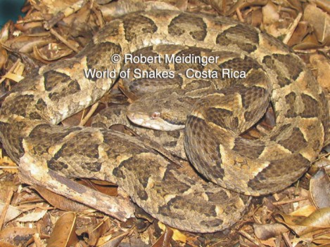 Bothrops diporus Bild01